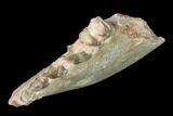 Oreodont (Merycoidodon) Jaw Section - South Dakota #140905-1